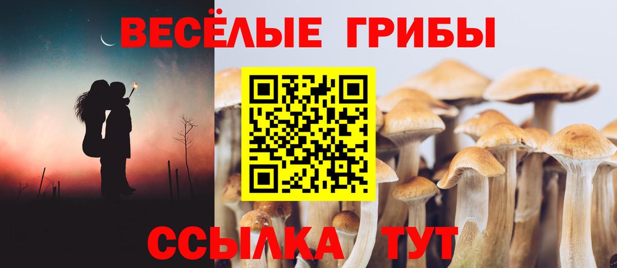 Галлюциногенные грибы Cubensis Губкинский
